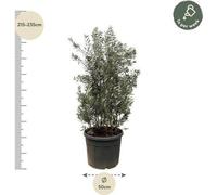 Olivier (Olea europaea) : arbuste méditerranéen à feuilles persistantes, plante