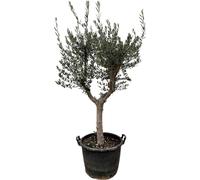 Olivier - Olea europaea « Cultivo » - hauteur env. 220cm - Ø40cm - grand arbre