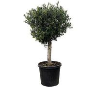Olivier - Olea Europaea Lorc 180cm - Ø50cm - Plante méditerranéenne en pot aux