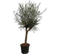 Olivier Olea Lorc, 200cm de haut, Ø45cm, plante d'intérieur et de jardin de