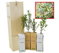 Olivier Sauvage | Arbuste pour Aménagement Paysager et pour son Fruit l’Olive | Jeune Pousse de 30 cm Reçue dans une Caisse en Bois Réutilisable | Pack 4 Unités