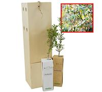 Olivier Sauvage | Arbuste pour Aménagement Paysager et pour son Fruit l’Olive | Jeune Pousse de 30 cm Reçue dans une Caisse en Bois Réutilisable | Pack 2 Unités