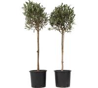 Olivier - Set de 2 - Olea europaea - Hauteur 90-100cm - ⌀21cm