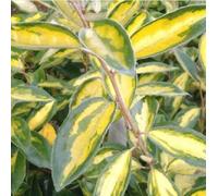 Olivole d'hiver - Elaeagnus ebbingei 'Limelight' | 60-80 cm en conteneur