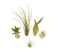OmniPlants - Tillandsia Mini Mix de 5 - Set de plantes aériennes, Air Plants, sans terre, décoration