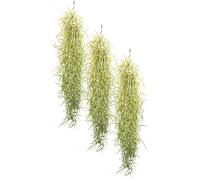 OmniPlants Tillandsia usneoides Lot de 3 plantes tropicales aériennes de 40 à 50 cm de long - Décoration parfaite pour la maison et le bureau - Instructions d'entretien incluses (français non garanti