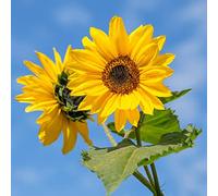 Opération Simple Et Plantation De Différentes Variétés De Fleurs Pour Former Un Paysage Unique Adapté à Tout Ami Qui Souhaite Planter 20 Pièces Graines De Tournesol GLTING