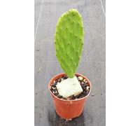 Opuntia ficus-indica/Figuier de Barbarie/Godet/Cactée