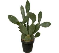 Opuntia Ficus Indica - Figuier de Barbarie - Grande plante d'intérieur et