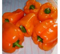 Orange Sun Bell douce Poivron! 12 graines - COMB S/H! BELLE ORANGE LUMINEUX!