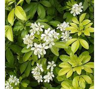 Oranger du Mexique - Choisya ternata 40-50 cm pot | Arbuste persistant, floraison blanche parfumée, parfait haie fleurie & jardin méditerranéen