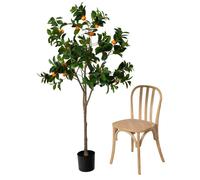 Oranger pot H180 cm - Amadeus