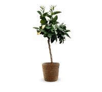 Oranger sanguin avec panier en jonc de mer - agrume méditerranéen - arbre fruitier - ↕ 75-85 cm - ⌀ 25cm