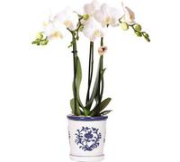 Orchidée Amabilis blanche - Plante d'intérieur à 2-3 tiges - Dans un pot
