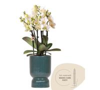 Orchidée blanche avec cache-pot « Diabolo » vert, Ø9cm, plante en fleur