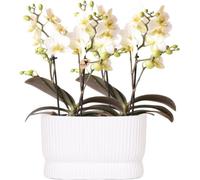 Orchidée blanche Lausanne Ø9cm 2 orchidées - Cache-pot blanc Diabolo Twin White