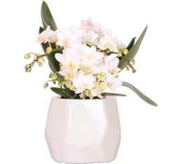 Orchidée blanche « Nazaré » - Plante d'intérieur - Pot en travertin de 9cm de