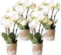Orchidée Gent Blanc, lot de 4 plantes d'intérieur à fleurs blanches, Ø12cm