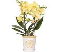 Orchidée jaune Albenga + pot décoratif jaune Malaga Ø9cm - Plante d'intérieur
