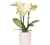 Orchidée jaune « Mexico » dans un cache-pot à motif floral bleu clair, Ø9cm