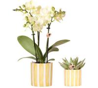 Orchidée Mexico jaune et plante succulente dans un pot décoratif Painted Stripe