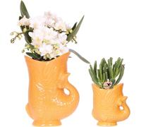 Orchidée Nazaré et plante succulente Crassula Hobbit, lot de 2 plantes, Ø 9 cm, plantes d'intérieur