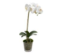 Orchidée Phalae Diva blanche H64 cm - Lou De Castellane