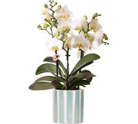 Orchidée Phalaenopsis blanche « Lausanne » dans un pot décoratif « Painted