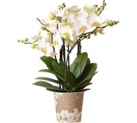 Orchidée Phalaenopsis « Lausanne » blanche, Ø12cm, 2 à 3 tiges - Plante