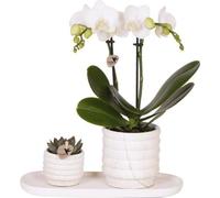 Orchidée Phalaenopsis « Lausanne » blanche + plante succulente - lot de plantes