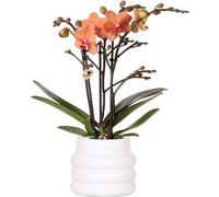 Orchidée Phalaenopsis Mineral Bolzano Orange - Plante d'intérieur avec 2-3