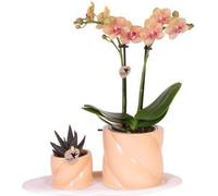 Orchidée Phalaenopsis orange accompagnée d'une plante verte, dans un pot