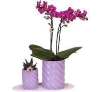 Orchidée Phalaenopsis orange et plante verte dans un coffret cadeau - Pots