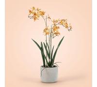 Orchidée Renanthera artificielle de 56cm en pot - plante artificielle à fleurs