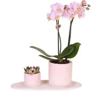Orchidée rose Phalaenopsis « Andorra » et plante succulente dans un pot en