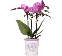 Orchidée Vienna Lila dans un pot décoratif Malaga violet, Ø9cm, plante
