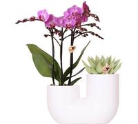 Orchidée Vienna Rosa & succulente dans un duo de pots décoratifs blancs Ø9cm