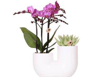 Orchidée Vienna Rosa & succulente dans un duo de pots décoratifs blancs Ø9cm