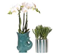 Orchidées colibri : lot composé d'une orchidée Amabilis blanche dans un pot vert « Fish » et d'une plante succulente dans un pot vert « Painted Stripe ». Taille du pot : 9 cm