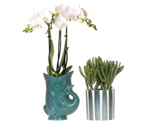 Orchidées colibri : lot composé d'une orchidée Amabilis blanche dans un pot vert « Fish » et d'une plante succulente dans un pot vert « Painted Stripe ». Taille du pot : 9 cm