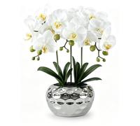 Orchidées d'intérieur en pot, orchidées Phalaenopsis violettes pour la décoration intérieure