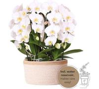 Orchidées - Lot blanc dans un panier en coton, plante d'intérieur Ø12cm
