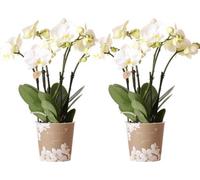 Orchidées Phalaenopsis blanches : 2 plantes d'intérieur à floraison longue durée
