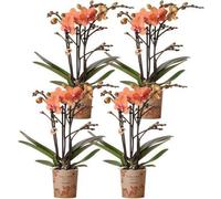 Orchidées Phalaenopsis Bolzano Orange 4 orchidées, pot de 9cm de diamètre