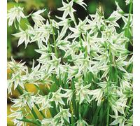 Ornithogalum Natans - Perce-neige pendulaire 10 pcs. Bulbes à fleurs