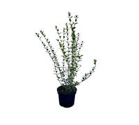 Osmanthus burkwoodii - Fleur odorante chinoise 60-80 cm | Conteneur