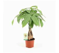 Pachira aquatica 10 l 140-160 cm