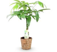 Pachira Aquatica 60-70cm, 17cm, avec panier et tronc tressé - Décoration robuste