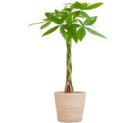 Pachira Aquatica 80cm - Châtaignier porte-bonheur, plante d'intérieur Ø21cm