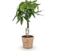 Pachira aquatica au tronc tressé, 80-90cm, pot de 21cm, facile d'entretien verte